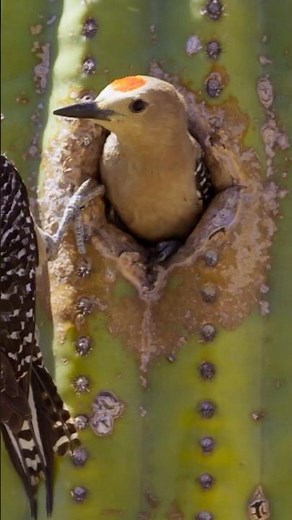 Not all woodpeckers live in trees 😳 #naturepbs #wildlife #woodpecker #birds #nesting