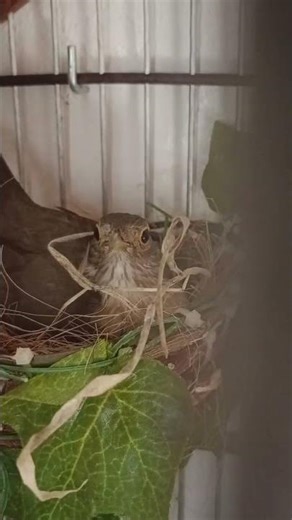 in the Nest #galodecampina #birds #aves