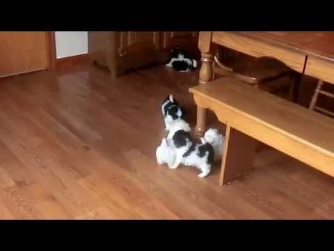 Shichon Puppies learn to Bark!