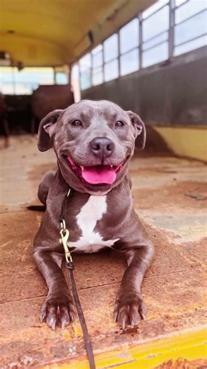 A Day in the Life of a Professional Dog Training Program – K9 Training at The Ranch TX