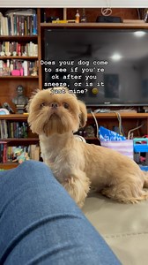 59K views · 27 reactions | August is a sneeze doctor. 蠟 | Mabel The Shih Tzu | Facebook