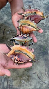 572K views · 4.4K reactions | Recognizing the male and female spider shells | Ran Olivares | Facebook