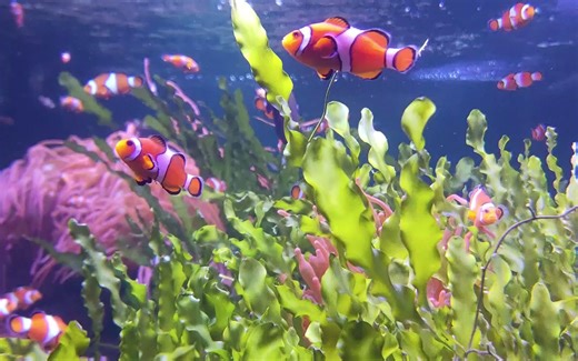 你知道歪果仁怎么读arduino么?arduino的正确读音 标准发音