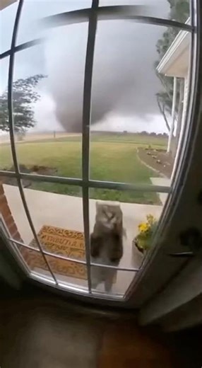 She won’t get back😭#sora2 #aivideos #cat #tornado #shorts #aivideoshorts