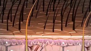 A Anatomia do Cabelo! O pelo é gerado dentro da pele a partir do folículo capilar ou bolbo capilar. O pelo varia consideravelmente no corpo e, em algumas zonas como as pestanas, não são projectados além dos folículos que o contém. No couro cabeludo, o perfil ou secção transversal de hastes capilares individuais resultam em diferentes tipos de cabelo (ver imagem Diferenças no Perfil do cabelo). Por exemplo, uma secção transversal redonda normalmente resulta em cabelo liso enquanto uma secção tran