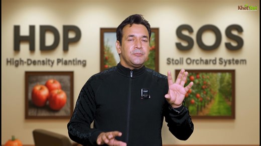 117K views · 2.4K reactions | High-density vs SOS Orchard!  Dono ki planting, spacing, growth aur yield differences samjho. Kaunsa system aapke orchard ke liye best hai? Proper planning aur management se paayein maximum productivity aur healthy trees. . . . . . . #jittuchauhanorchardist #OrchardPlanning #HighDensityVsSOS #AppleFarmingTips #farmers #AppleFarming | Jittu Chauhan Orchardist | Facebook
