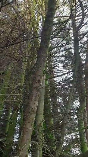 sounds of creaking trees