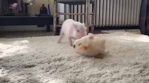 180K views · 1.9K reactions | Dragonlord and his CHUBBY PUPPY!!!!!! Go vegan. Stop eating animals.  | Rancho Relaxo | Facebook