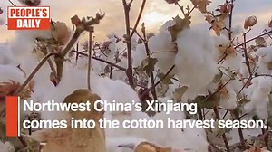 Super efficient, super quality! Take a close look at how cotton harvesting machines in #Xinjiang work under “forced labor” conditions. | Wang Wenbin Chinese Ambassador to the Kingdom of Cambodia 汪文斌