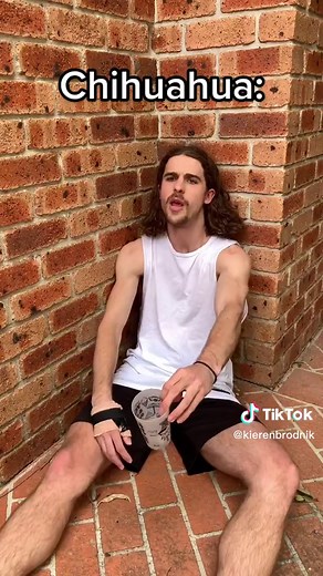 Humans as Different Dog Breeds: A Fun Comparison