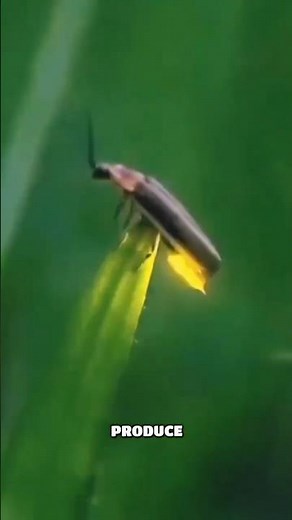 How do fireflies produce light?