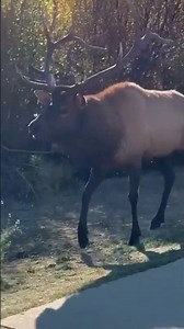 TURN THE SOUND UP! Bull Elk Bugling 🦌🔊