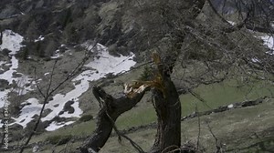 Großglockner, höchster Berg Österreichs, Ködnitztal, Jörgnalm, Baumgrenze, Baum, Lärche, Baumstamm, verkrüppelt, Laubbaum, Baumstamm, Stamm, Blitzschlag, Gespalten, zweistämmig, abgebrochen, Bruchstel