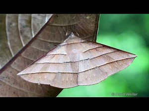 Moth Mimicking a Dead Leaf | Watch it Move Away at The End