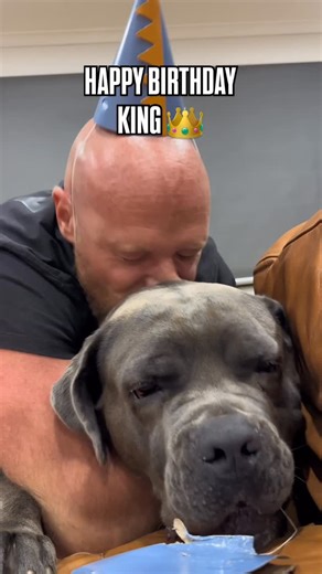 King Cane Corso | HAPPY BIRTHDAY KING 👑 🥳 So this is me getting a whole lode of dopamine hits, using Kings birthday as an excuse!!! 2yrs old today!!🙌😍... | Instagram