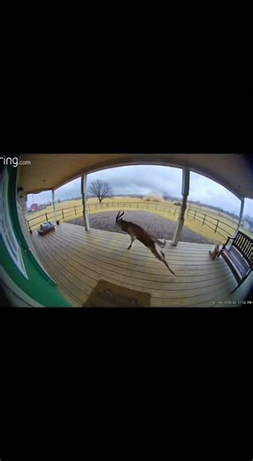 Lightning Strikes Near Panicked Exotic Animal