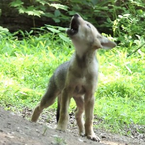 On June 28, USFWS announced its proposal to reduce the red wolf recovery area by nearly 90%, limit the wild population to just 10-15 wolves, and allow landowners to kill wolves who stray beyond the newly-designated recovery area – and without any repercussions. The good news is that USFWS has re-opened their public comment period so if you didn’t have an opportunity to comment before the July 30th deadline, now is your chance to take action! Join the thousands of people speaking up for endangere
