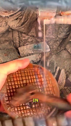 Unveiling Nature's Hidden Beauty. #NatureArt #StoneTransformation #VibrantColors #HiddenBeauty #ArtistryUnveiled | Doraya Jennings