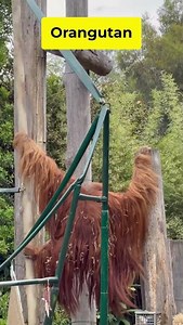 Orangutan Can Learn Sign Language — And Talk Back to Humans! 😱🦧