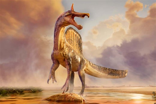 New fossils may settle debate over mysterious sail-backed spinosaurs