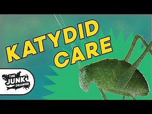 How to Take Care of a Katydid Insect
