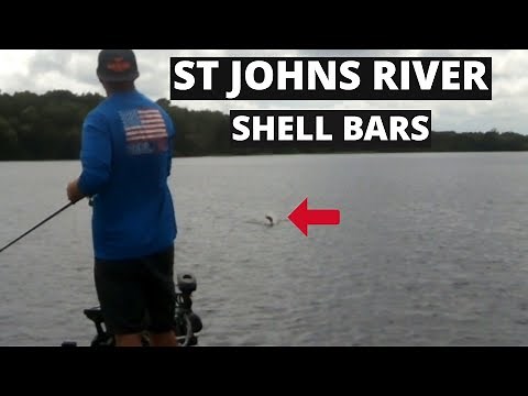 How to fish shell bars for Bass on the St Johns River