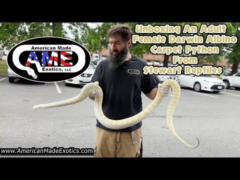 Unboxing An Adult Albino Darwin Albino Carpet Python From Stewart Reptiles AME v21