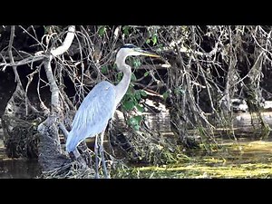 Get To Know The Great Blue Heron