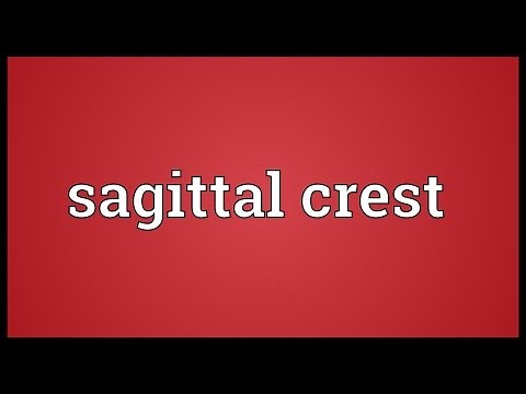 Sagittal crest Meaning