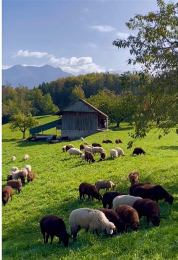 Explore the Beauty of the Swiss Countryside