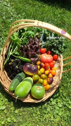 Rare Heirloom Tomatoes From My Garden!