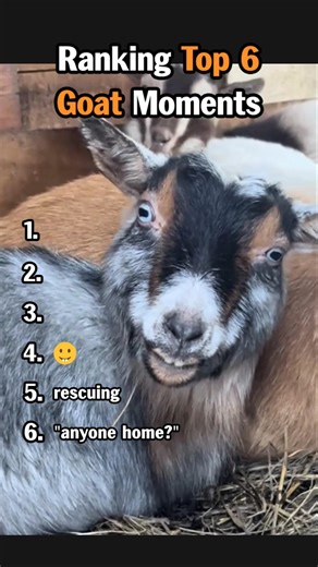 Ranking Top 6 Goat Moments #animalvideos #goat #funny #shorts
