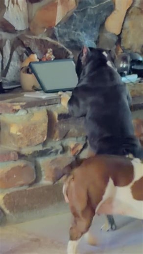 Cookies on her tablet calling 911🤣🤣