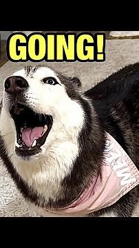 My Husky ARGUES If I Try to Leave Without Her!