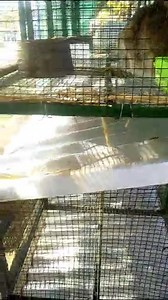 RABBIT CAGES AT THE 95TH AGRICULTURE SHOW GROUNDS. CALL:0974367034.0966252345.0955252345. | Incubator Giants Technologies and Agro Services