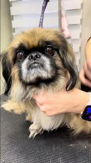 The Fluffiest Pekingese After His Ultimate Glow Up 🤍 #doggrooming #cuteanimals