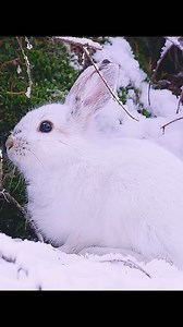 3.8K views · 430 reactions | This snowshoe Hare changes its colour from brown to white #wildlife #animals #naturelovers #nature #animalworld #hare #rabbit #bunnylove | Wondersofjungle | Facebook