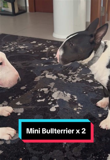 Miniatur Bullterrier x2 daheim 🏡⚡️ #bullterrier #minibullterrier #miniaturbullterrier #dogtok