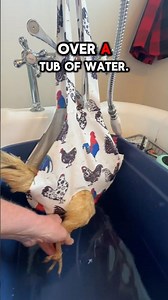 Why Is My Chicken in a Purse? Bumblefoot Foot Soak Trick