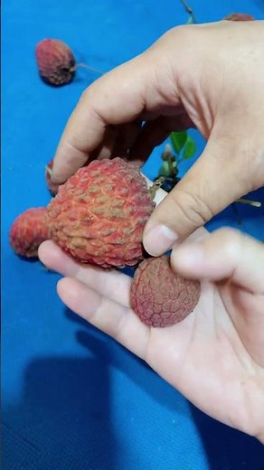荔枝品種比大小｜丁香荔枝｜竹葉黑荔枝