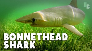 The shark that eats seagrass