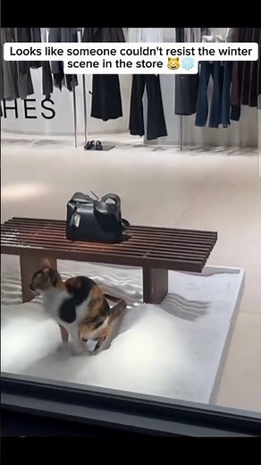 Caught In The Act: Cat's Hilarious Pooping Moments