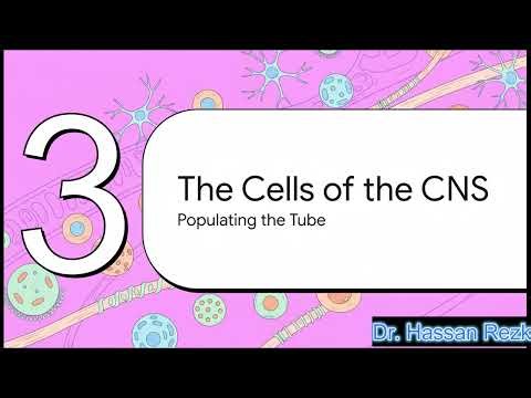 Development of CNS