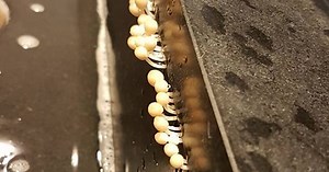 JD Wetherspoon apologises after mushrooms found growing in pub toilets