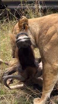 Young Lions Hunting a Wildebeest Together | Maasai Mara National Reserve | Travins World