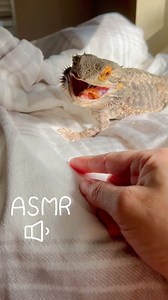 Some crunchy bug ASMR with Lenny!! Don’t mind the small child screeching outside 😂 we live near a pool. . . . #funnyanimals #animalphotos #pets #beardeddragons #petsofinstagram #reptilesofinstagram #beardeddragonlife #beardies #animalsdoingthings #petsofinstagram #beardiesofinstagram #lizard #beardeddragon #dollhouse #wholesomememes #cuteanimals #lizardsofinstagram #fyp #foryou #viralreels #foryoupage #oddlysatisfying #weeklyfluff #feelgood #crunchyasmr #asmreating #crunchy | Valerie Musser