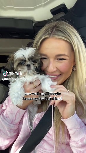 Discover Heather and Marie: Adorable Teacup Shih Tzus