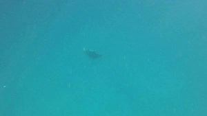 No one yet agrees on why rays jump out of the water, but we can all agree it's an incredible sight! 😍 📹 Instagram user 'sujugasim' 📍 South Ari Atoll, Maldives | PADI