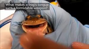 Scientists discovered a frog’s ability to nab an insect in a fraction of a second depends on the fluid mechanics of its spit. Watch the full video: http://bit.ly/2jvZHQa | Scientific American