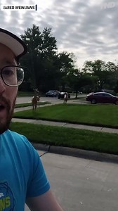 2.3M views · 1.8K reactions | Talk about a fun run. 3 deer followed Jared Wein Jaws during his Sunday Run in Oak Park, Michigan. | The National Desk - TND | Facebook
